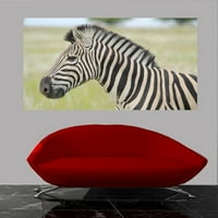 Boer Zebra II лъскав плакат