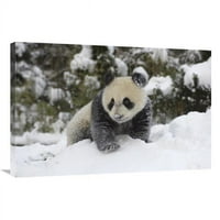 в. Гигантски панда куб, играещ в снега, природен резерват Wolong, Китай за арт печат - Катрин Фън