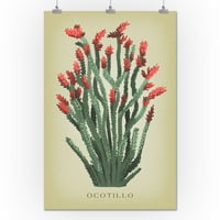 Ocotillo, винтидж флора